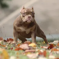 Chocolate chip Abkc, a female American Bully for sale in Gardendale, AL – Photo 1 of 9