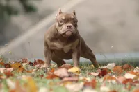 Chocolate chip Abkc, a female American Bully for sale in Gardendale, AL – Photo 1 of 9