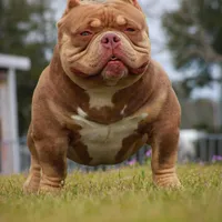 Chocolate chip Abkc, a female American Bully for sale in Gardendale, AL – Photo 6 of 9