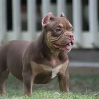 Chocolate chip Abkc, a female American Bully for sale in Gardendale, AL – Photo 3 of 9