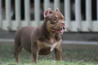 Chocolate chip Abkc, a female American Bully for sale in Gardendale, AL – Photo 3 of 9