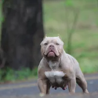 Chocolate chip Abkc, a female American Bully for sale in Gardendale, AL – Photo 5 of 9