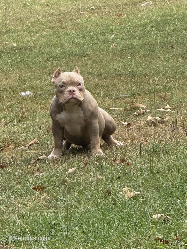 Buckets Abkc, a male American Bully for sale in Gardendale, AL – Photo 1 of 6
