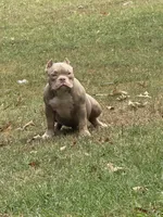 Buckets Abkc, a male American Bully for sale in Gardendale, AL – Photo 1 of 6