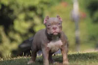 Buckets Abkc, a male American Bully for sale in Gardendale, AL – Photo 2 of 6