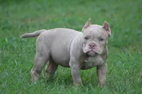 Hulk, a male American Bully for sale in Gardendale, AL – Photo 1 of 9