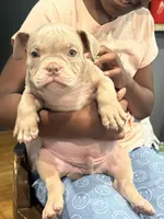 Hulk, a male American Bully for sale in Gardendale, AL – Photo 5 of 9