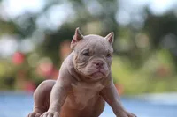 Hulk, a male American Bully for sale in Gardendale, AL – Photo 2 of 9