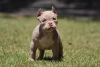 Hulk, a male American Bully for sale in Gardendale, AL – Photo 3 of 9