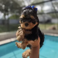 Simba, a male Yorkshire Terrier for sale in Spring Hill, FL – 3 of 4