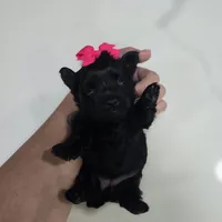 Panterita, a female Yorkshire Terrier for sale in Spring Hill, FL – 2 of 5