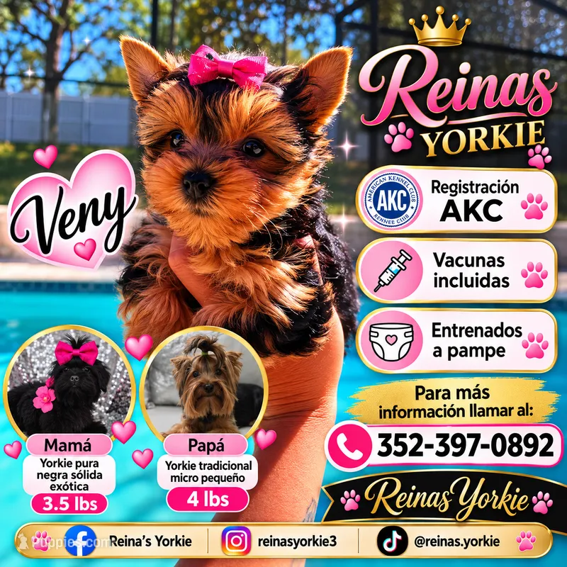 Veny – Yorkshire Terrier puppy for sale in Spring Hill, FL