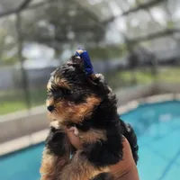 Simba, a male Yorkshire Terrier for sale in Spring Hill, FL – 4 of 4