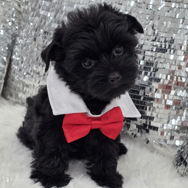 Batman – Yorkshire Terrier puppy for sale in Spring Hill, FL