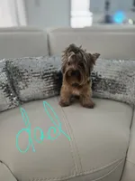 Mini, a male Yorkshire Terrier for sale in Spring Hill, FL – 4 of 5
