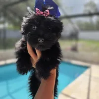 Panterita, a female Yorkshire Terrier for sale in Spring Hill, FL – 2 of 2