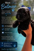 Batman, a male Yorkshire Terrier for sale in Spring Hill, FL – 1 of 3