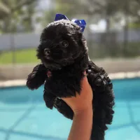 Batman, a male Yorkshire Terrier for sale in Spring Hill, FL – 3 of 3