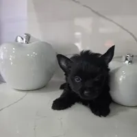 Nugget, a male Yorkshire Terrier for sale in Spring Hill, FL – 4 of 5