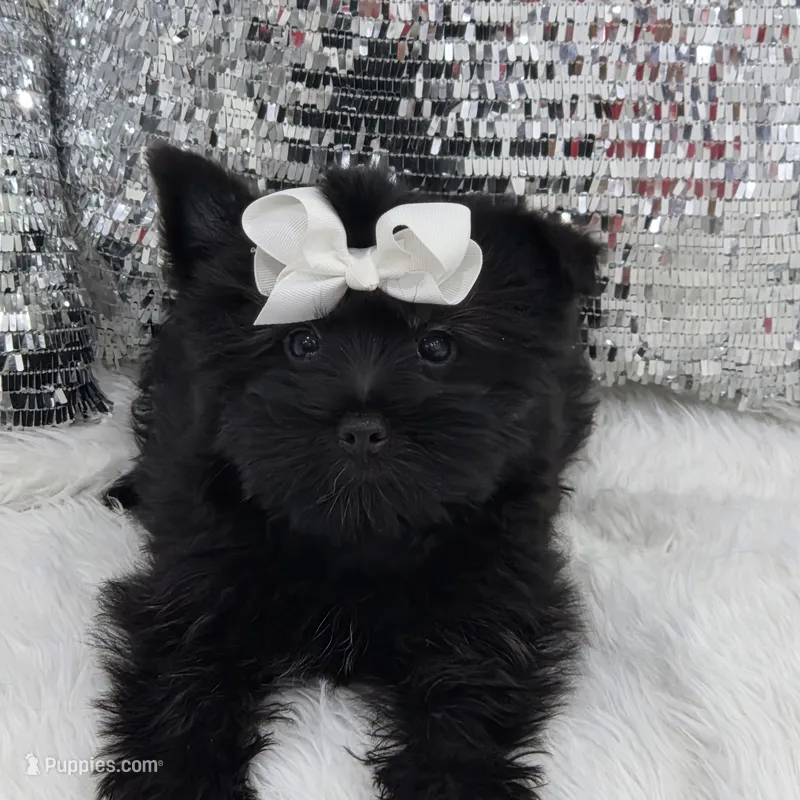 Panterita – Yorkshire Terrier puppy for sale in Spring Hill, FL