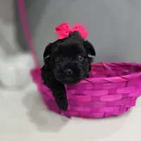 Panterita, a female Yorkshire Terrier for sale in Spring Hill, FL – 3 of 5