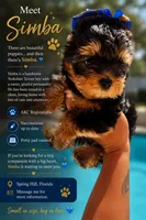 Simba, a male Yorkshire Terrier for sale in Spring Hill, FL – 1 of 4