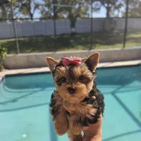 Veny, a female Yorkshire Terrier for sale in Spring Hill, FL – 3 of 10