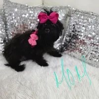 Veny, a female Yorkshire Terrier for sale in Spring Hill, FL – 8 of 10