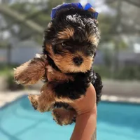 Simba, a male Yorkshire Terrier for sale in Spring Hill, FL – 2 of 4
