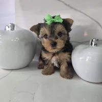 Mini, a male Yorkshire Terrier for sale in Spring Hill, FL – 3 of 5