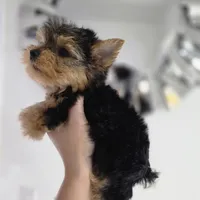 Mini teacup micro, a male Yorkshire Terrier for sale in Spring Hill, FL – 3 of 7