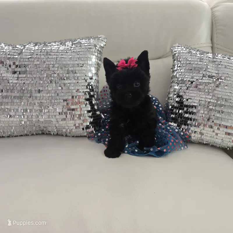 Rosi – Yorkshire Terrier puppy for sale in Spring Hill, FL