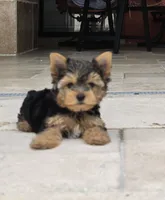 Mini teacup, a male Yorkshire Terrier for sale in Spring Hill, FL – 7 of 7