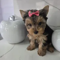 Veny, a female Yorkshire Terrier for sale in Spring Hill, FL – 5 of 10