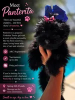 Panterita, a female Yorkshire Terrier for sale in Spring Hill, FL – 1 of 2