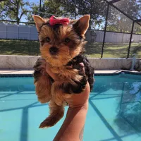 Veny, a female Yorkshire Terrier for sale in Spring Hill, FL – 2 of 10