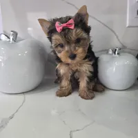 Veny, a female Yorkshire Terrier for sale in Spring Hill, FL – 4 of 10