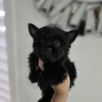 Nugget teacup, a male Yorkshire Terrier for sale in Spring Hill, FL – 5 of 7