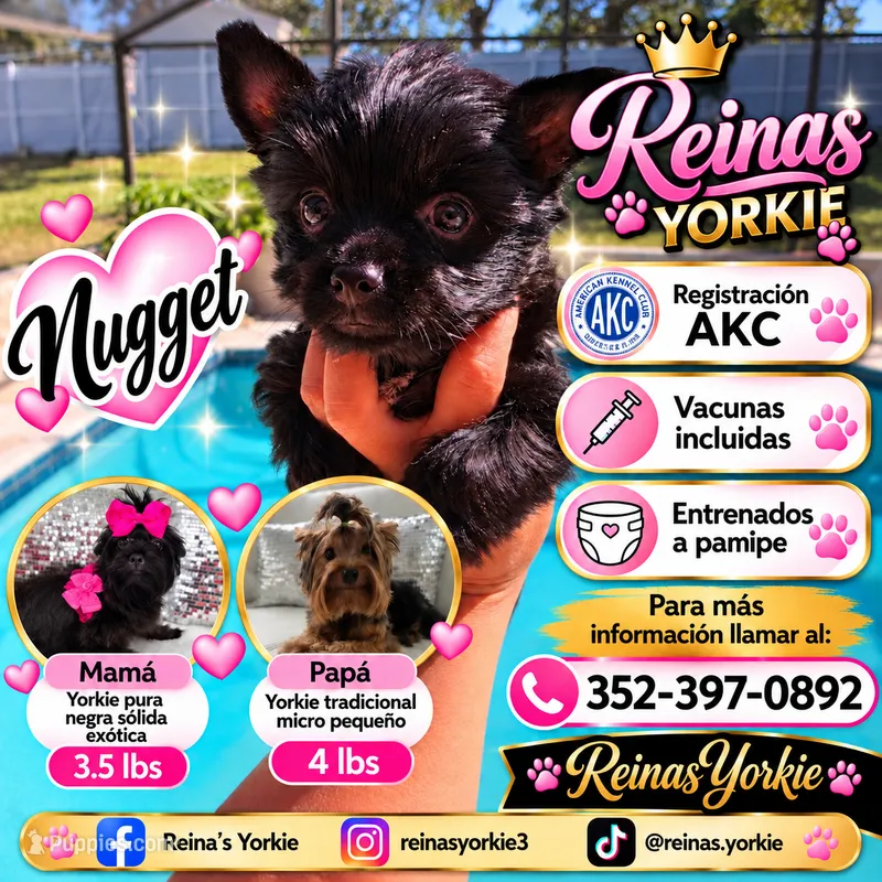 Nugget – Yorkshire Terrier puppy for sale in Spring Hill, FL