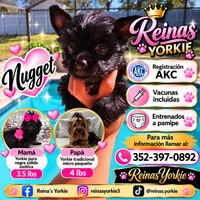 Nugget, a male Yorkshire Terrier for sale in Spring Hill, FL – 1 of 5