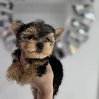 Mini teacup micro, a male Yorkshire Terrier for sale in Spring Hill, FL – 4 of 7