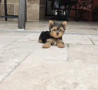 Mini teacup, a male Yorkshire Terrier for sale in Spring Hill, FL – 6 of 7