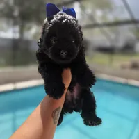 Batman, a male Yorkshire Terrier for sale in Spring Hill, FL – 2 of 3