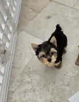 Mini teacup micro, a male Yorkshire Terrier for sale in Spring Hill, FL – 2 of 7