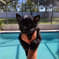 Nugget, a male Yorkshire Terrier for sale in Spring Hill, FL – 2 of 5