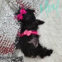 Veny, a female Yorkshire Terrier for sale in Spring Hill, FL – 7 of 10