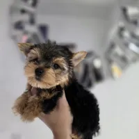 Mini teacup micro, a male Yorkshire Terrier for sale in Spring Hill, FL – 5 of 7