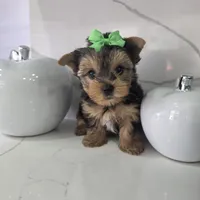 Mini, a male Yorkshire Terrier for sale in Spring Hill, FL – 2 of 5