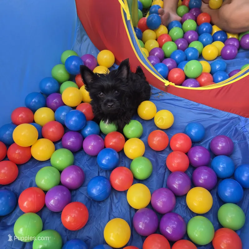 Nugget teacup – Yorkshire Terrier puppy for sale in Spring Hill, FL