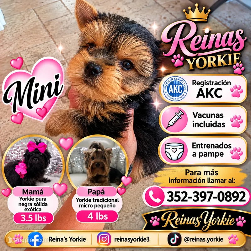 Mini – Yorkshire Terrier puppy for sale in Spring Hill, FL